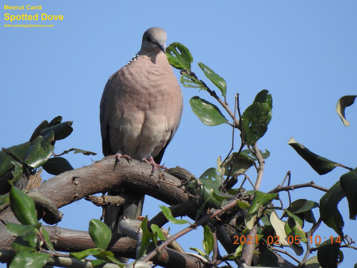 Dove Spotted (48) Coming Soon